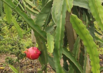 ड्रागनफ्रुट खेतीबाट मनग्य आम्दानी