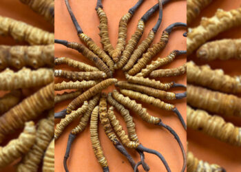 मनाङीको आयआर्जनको मुख्य स्रोत ‘यार्सागुम्बा’