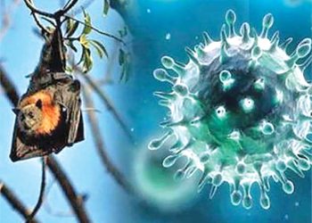 निपाह भाइरस रोक्न उच्च सावधानी